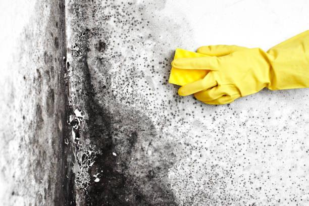 Best Residential Mold Inspection & Testing  in Lynchburg, MS