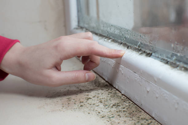 Best Black Mold Removal  in Lynchburg, MS